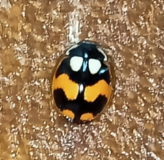 Coccinellini