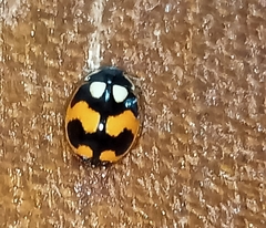 Coccinellini