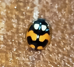 Coccinellini
