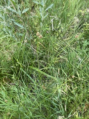 Carex multicostata