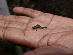 Brookesia tuberculata