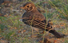 Pinarocorys nigricans