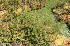 Carex cusickii