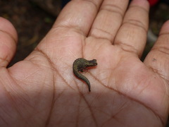 Brookesia tuberculata