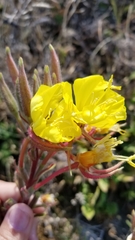 Oenothera wolfii
