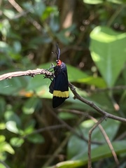 Pidorus