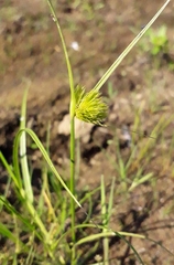 Carex bohemica