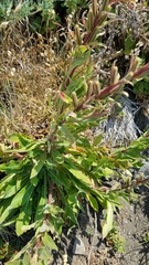Oenothera wolfii
