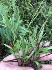 Dichanthelium patulum