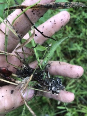 Dichanthelium patulum