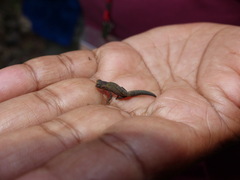 Brookesia tuberculata