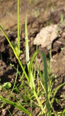 Carex bohemica