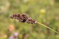 Carex cusickii