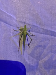 Scudderia curvicauda