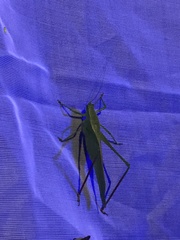 Scudderia curvicauda