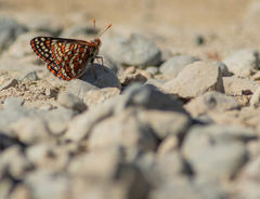 Euphydryas editha taylori