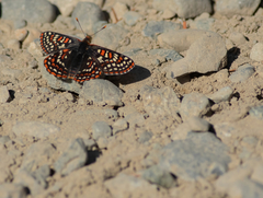 Euphydryas editha taylori