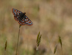 Euphydryas editha taylori
