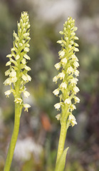 Pseudorchis straminea