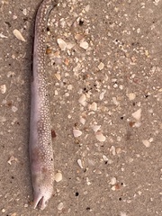 Gymnothorax saxicola