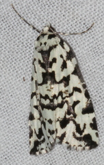 Archephanes zalosema