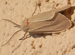 Pygarctia murina