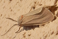 Pygarctia murina