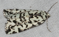 Archephanes zalosema