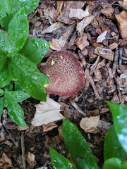 Xerocomellus salicicola