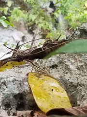 Half-lined Hispaniolan Grass Anole