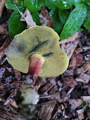 Xerocomellus salicicola