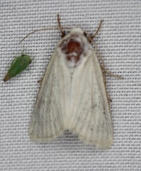 Schinia citrinellus