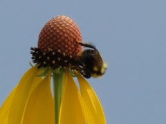 Bombus rufocinctus
