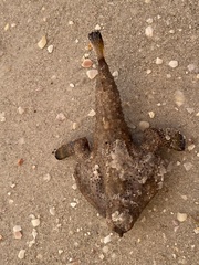 Ogcocephalus cubifrons