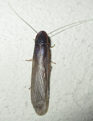Cyrtotria