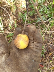 Passiflora pinnatistipula