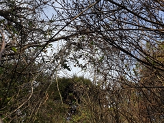 Passiflora pinnatistipula