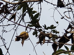 Passiflora pinnatistipula