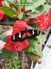 Heliconius doris dives