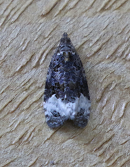 Apotomis capreana