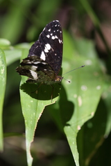 Castilia