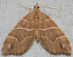 Chaetolopha leucophragma