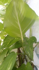 Epipremnum