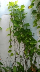Epipremnum