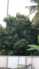 Magnoliopsida