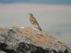 Anthus nicholsoni nicholsoni