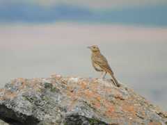 Anthus nicholsoni nicholsoni