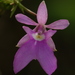 Spur-like Gland Epidendrum - Photo (c) Tom Bentley, some rights reserved (CC BY-NC-ND), uploaded by Tom Bentley
