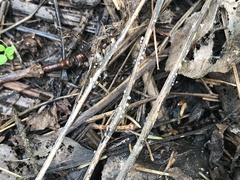 Hymenoscyphus albidus