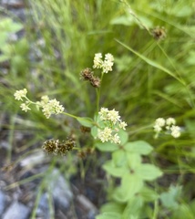 Galium oreganum